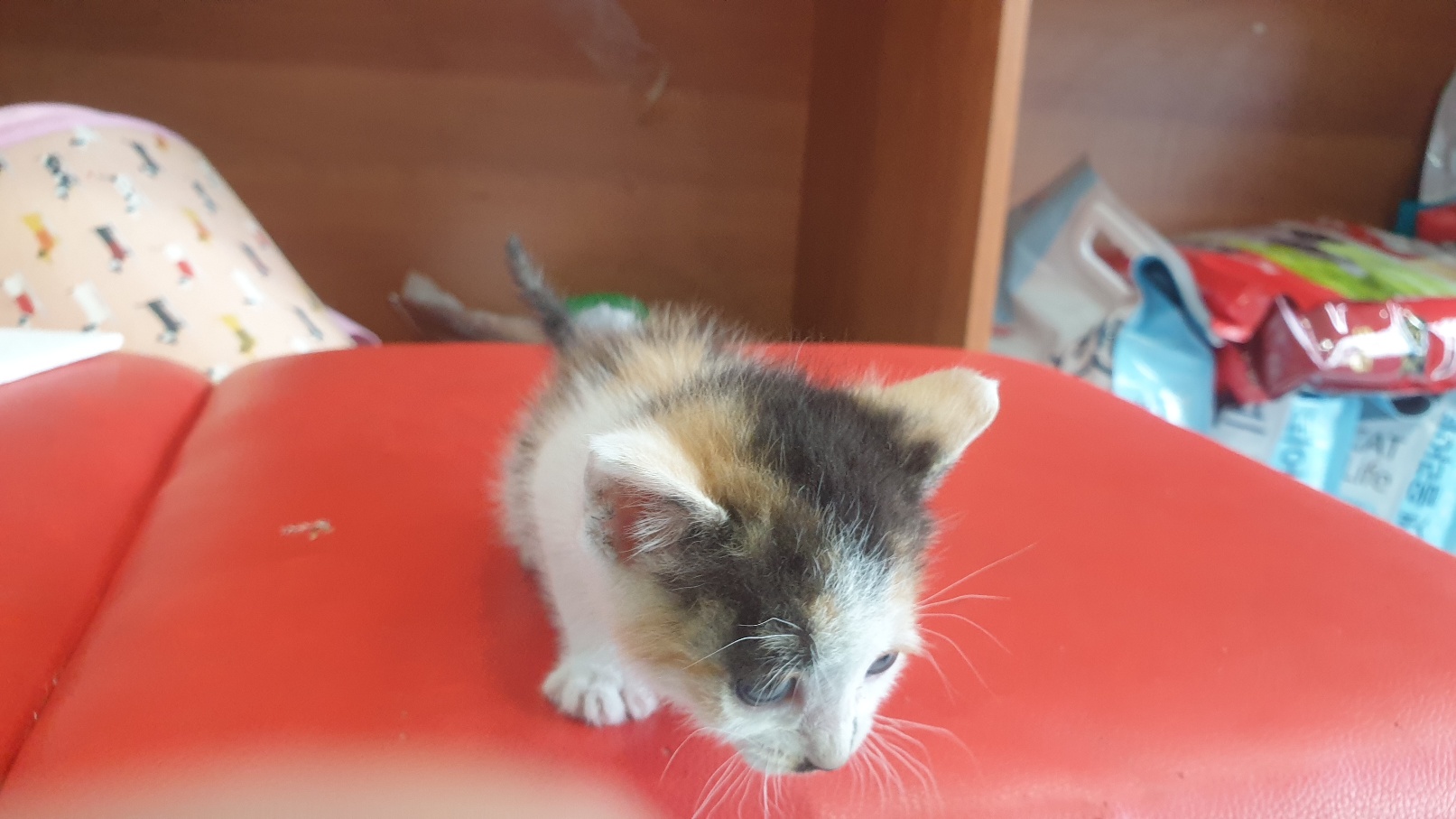 [고양이] 한국 고양이 전북-전주-2025-00458 유기동물 배경 이미지 입니다.